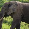 Un elefant ar putea fi oracolul de la Euro 2012