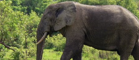 Un elefant ar putea fi oracolul de la Euro 2012