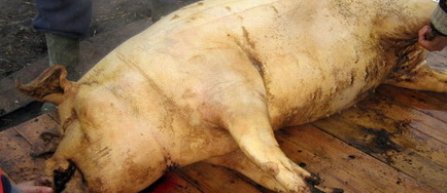 Ioan Niculae: Disputarea restantei cu Steaua in 22 decembrie este un mare noroc pentru porci